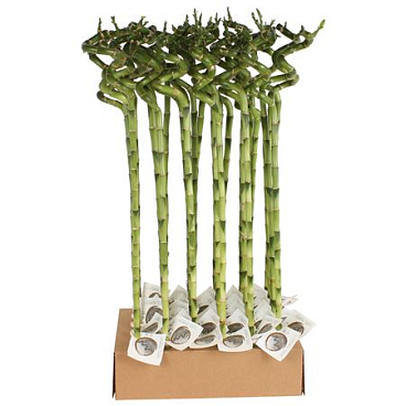 Lucky Bamboo Stem Spiral In Tube