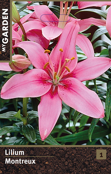Лилия азиатская Монтрё