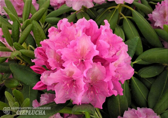Рододендрон гибридный Гаага