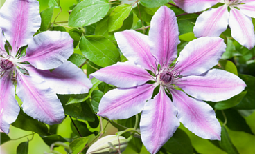 Клематис гибридный Нелли Мозер