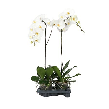 Phal 1st King A2 White 6+ (opti)