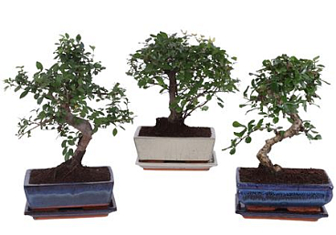 Bonsai Mix In Ceramic Ball/s-shape With Sa