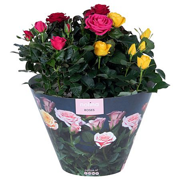 Rosa Bowl Carnaval
