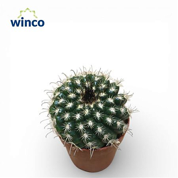 Parodia Culpinensis