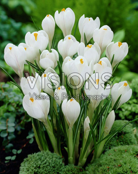 Крокус крупноцветковый белый