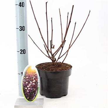 Physocarpus Op Diabolo
