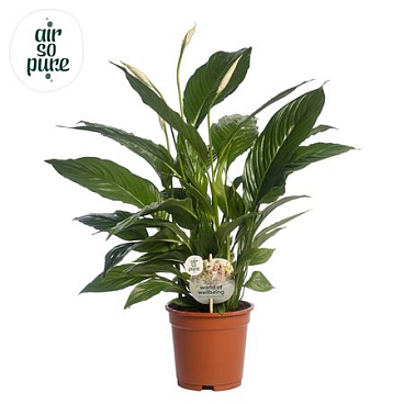 Spath Vivaldi 2+ Air So Pure Eco