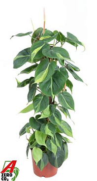 Philodendron Brasil Kratiste