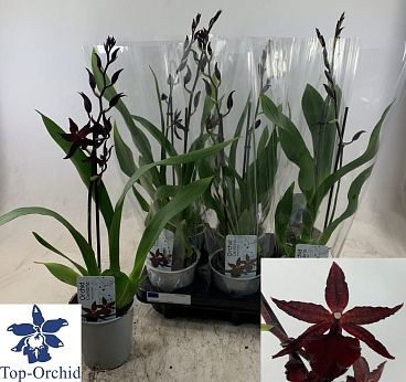 Орхидея Микс