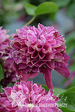 Клематис гибридный Хот Лав