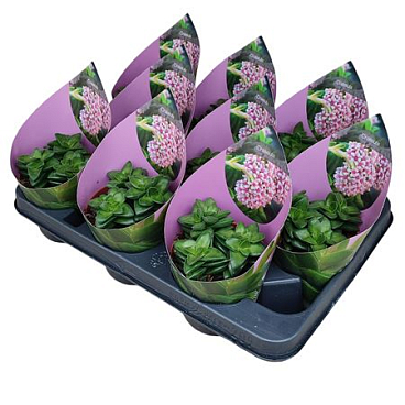 Crassula Springtime Potcover.