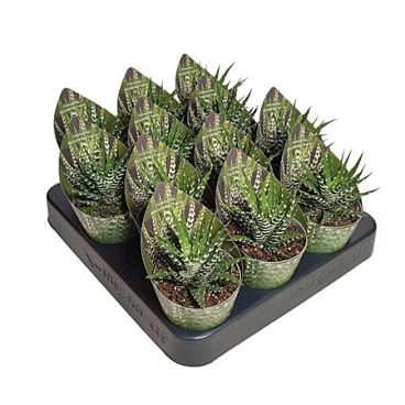 Haworthia Fasciata Big Band Potcover