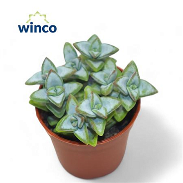 Crassula Perfoliata