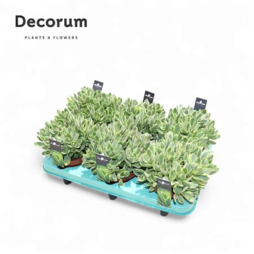 Crassula Rusby Variegata (decorum) Decorum+steker