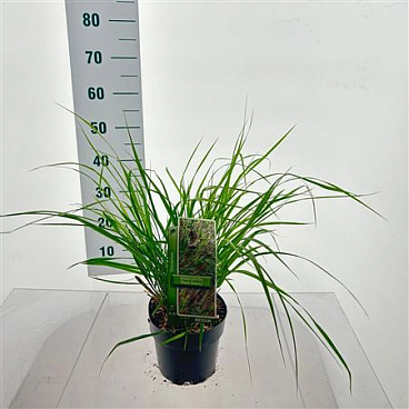 Pennisetum Alop Black Beauty