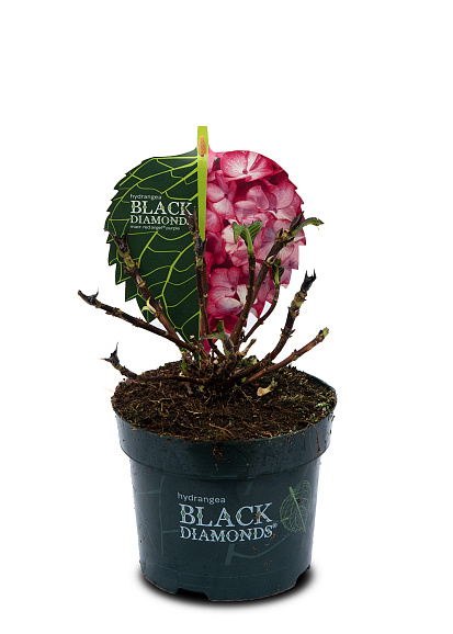 Гортензия крупнолистная Блэк Даймонд микс