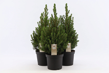 Ель канадская Коника Десембе