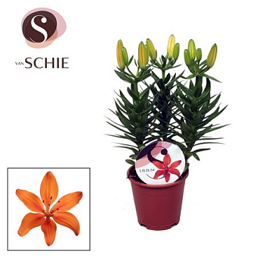 Lilium As Matrix Orange 3pp