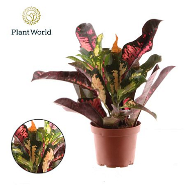 Codiaeum Wilma Head
