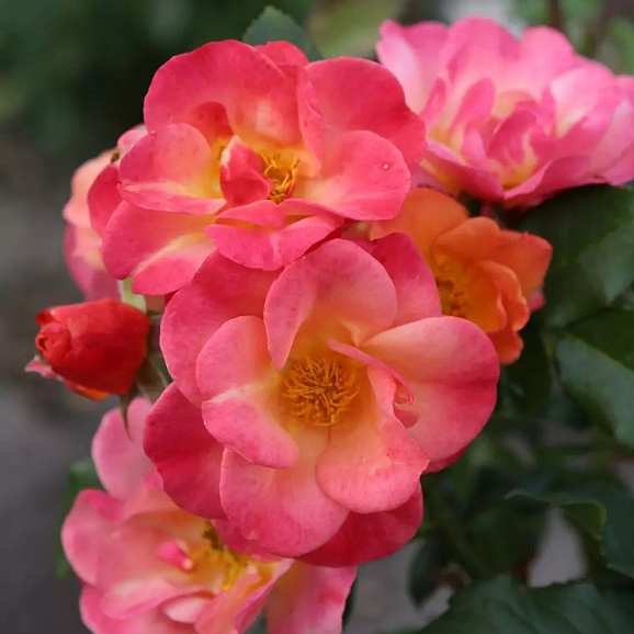 Роза флорибунда Спайси