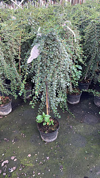 Кизильник лежачий Куин Оф Карпетс штамб 120