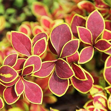 Барбарис тунберга Голден Ринг в тубе