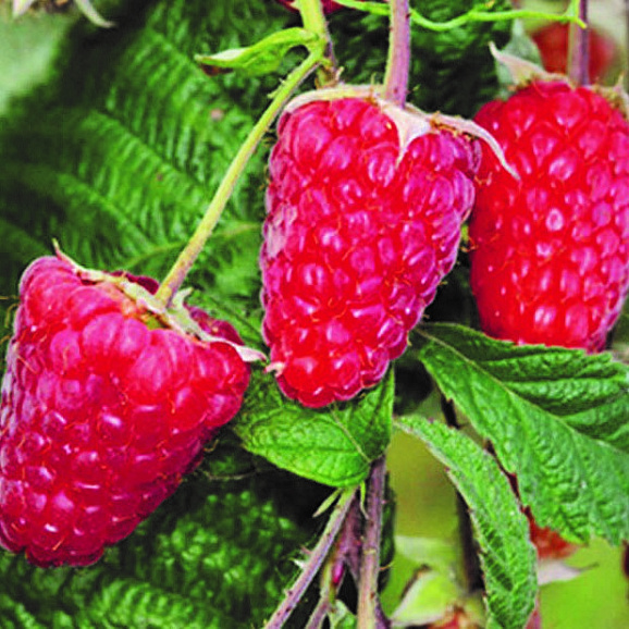 Малина садовая Брянское Диво в тубе