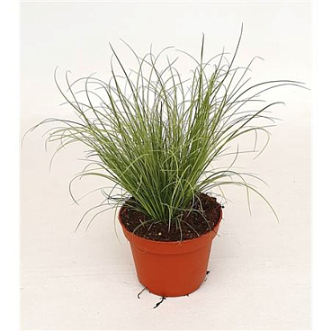 Carex Frosted Curls