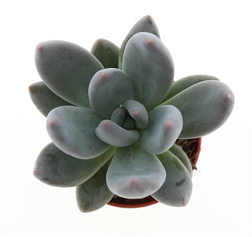 Pachyphytum Dark Red