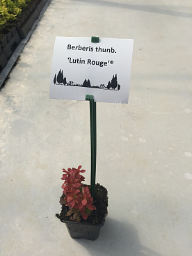 Барбарис тунберга Лютин Руж