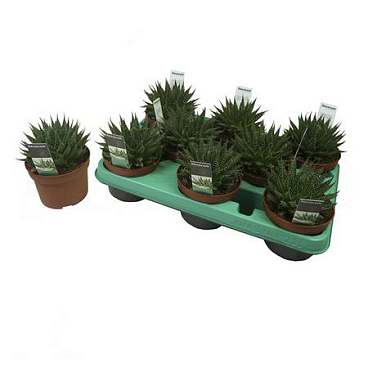 Алоэ остистое