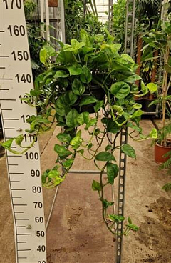 Epipremnum Global Green Hangplant 100