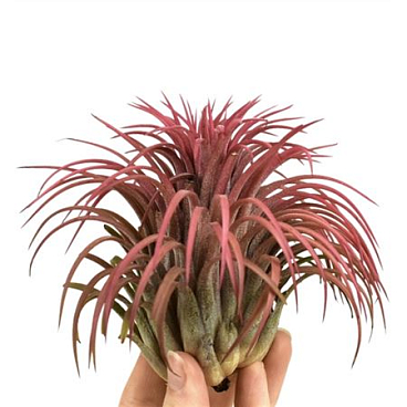 Tillandsia Ionantha Rood Xxxl