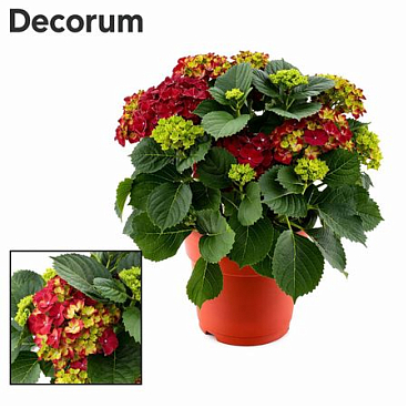 Hydrangea Ma Red 10+ Ton Sur Ton (decorum)