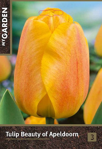 Тюльпан дарвинов гибрид Бьюти Оф Апельдорн