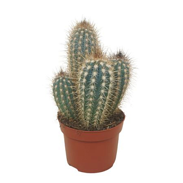 Pilosocereus Braunii 12 Cm