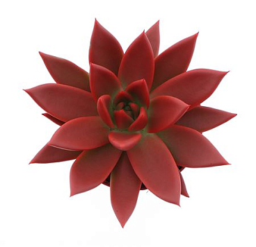 Echeveria Rainbow Red