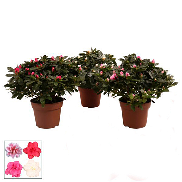 Азалия индика Микс | Оптовая цветочная компания «Флора Групп» Азалия индика Микс