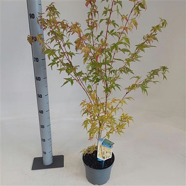 Acer Palm Sangokaku