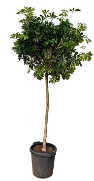 Schefflera Arboricula Gold Capella