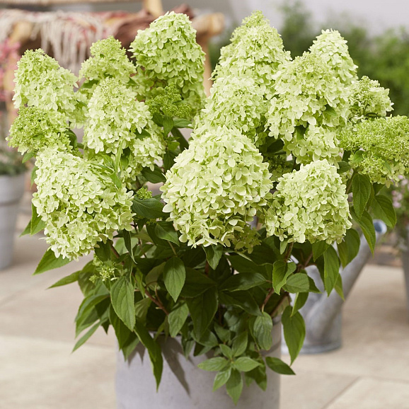 Гортензия метельчатая Гарденлайт Грин Лайт