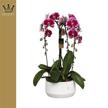 Phal 3st Crown Purple (bernhard)