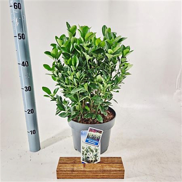 Euonymus Jap Himalaya