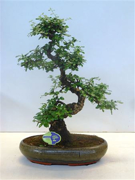 Bonsai Carmona Macrophylla, 39cm., Shape, Without