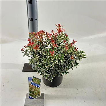Pieris Jap Little Frosty