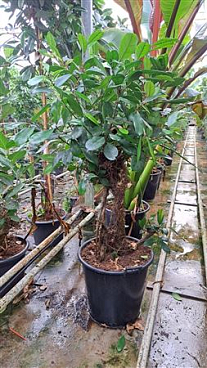 Ficus Cyathistipula Branched Xl