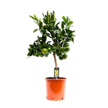 Citrus Satsuma On Stem