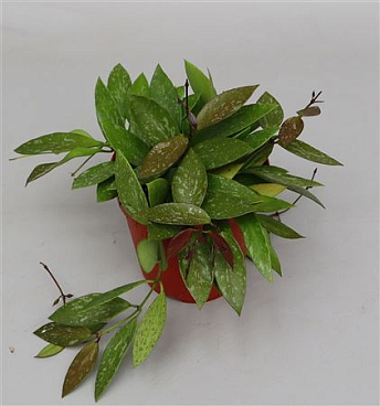 Hoya Carnosa Gracilis