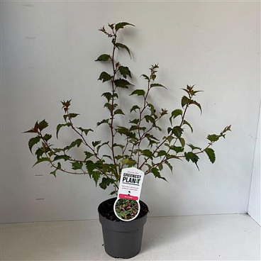 Neillia Affinis