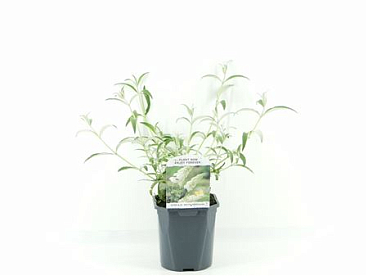 Buddleja Dav White Profusion